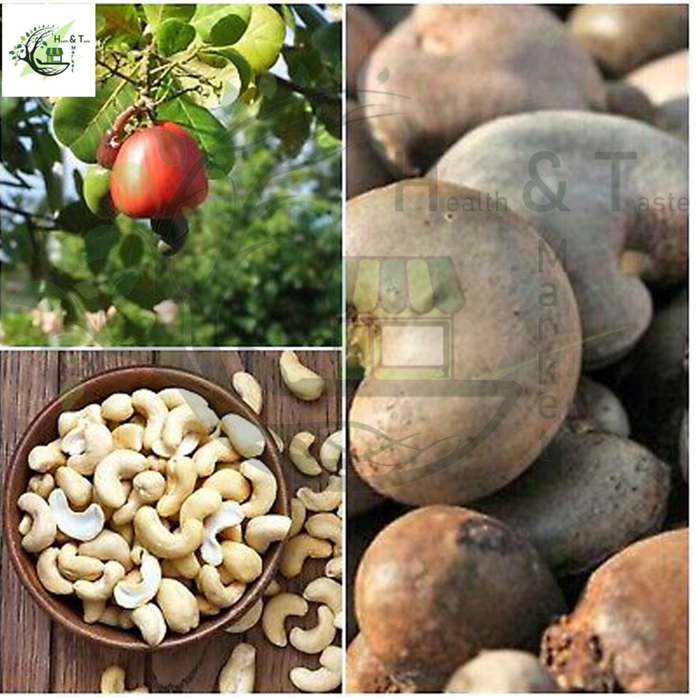 Cashew Nut Seeds Anacardium Occidentale Germinated premium Live Seeds ...